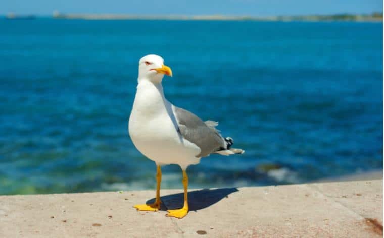 La durée de vie d’une mouette 
